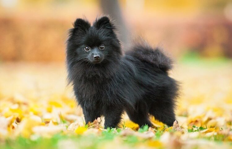Black Pomeranian
